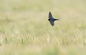 Bird In Flight Photos Drucke: Barn Swallow;Hirundo rustica