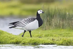 Bilder Datiert 31. Mai 2017: Bartfussgans