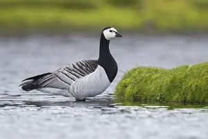 Bird Wildlife Photography Tips Drucke: Barnacle Goose