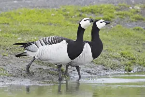 European Geese Drucke: Barnacle Goose
