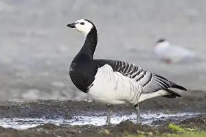 Wildlife Animals Drucke: Barnacle Goose