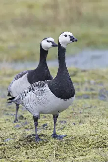 Bartfussgans