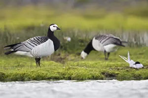 Wildlife Animals Drucke: Barnacle Goose