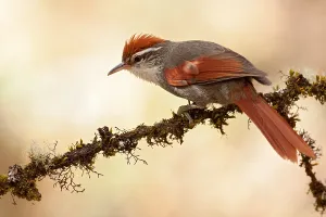 Peru Bird Species Drucke: Baron's Spinetail