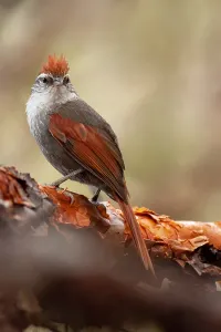 Peru Bird Species Drucke: Baron's Spinetail