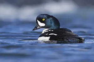 Goldeneye Bird Drucke: Barrow's Goldeneye