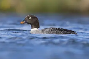 Anseriformes Bird Species Drucke: Barrow's Goldeneye