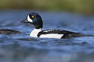 Goldeneye Bird Drucke: Barrow's Goldeneye