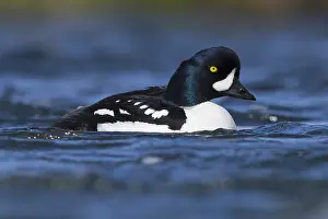 Wildlife Nature Photos Drucke: Barrow's Goldeneye