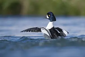 Goldeneye Bird Drucke: Barrow's Goldeneye