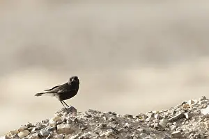 Middle East Bird Species Drucke: Basalt Tapuit, Basalt Wheatear, Oenanthe lugens warriae