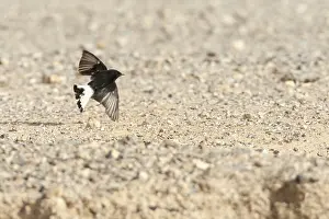 Middle East Bird Species Drucke: Basalt Tapuit, Basalt Wheatear, Oenanthe lugens warriae