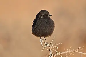 Bilder vom 21. Dezember 2018: Basalt-Steinchenfänger