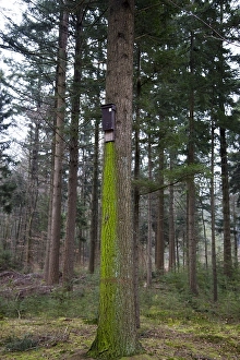 Bilder Datiert 14. März 2015: Batbox Niederlande