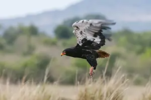 Kenya Savannah Animals Drucke: A bateleur eagle, Terathopius ecaudatus