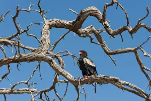 Botswana Animal Photography Drucke: A bateleur eagle, Terathopius ecaudatus