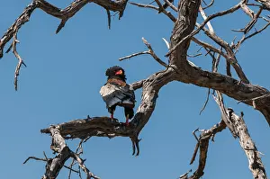 Bateleur Eagle Drucke: A bateleur eagle, Terathopius ecaudatus