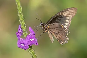 South American Butterflies Drucke: Battus polydamas