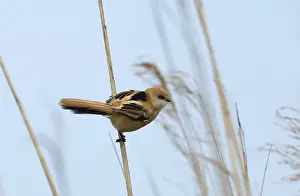 Bilder Datiert 7. Juni 2016: Bartmeise, Panurus biarmicus