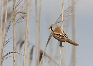 Bartmeise, Panurus biarmicus.
