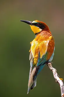 European Bee Eater Drucke: Bee-eater; Merops apiaster