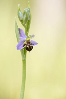 Flora Of Europe Drucke: Bee Orchid; Ophrys apifera