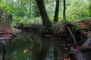 Bach, Bächlein