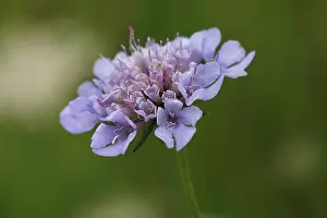 Beemdkroon