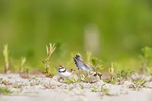 Bilder Datiert 29. Mai 2023: Verhalten, Paar, Kleine, Anzeige