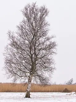 Dutch Winter Landscape Drucke: Belter wijde