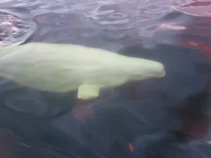 Beluga Whale Drucke: Beluga