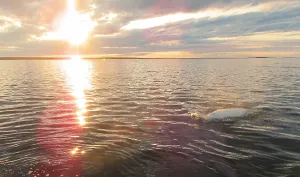 Beluga Whale Drucke: Beluga