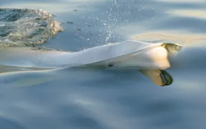 Beluga Whale Drucke: Beluga