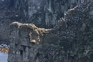 Seabird Colony Drucke: Bempton Cliffs