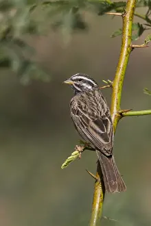 Emberizidae Family Birds Drucke: Bergammer