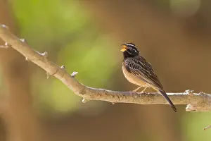 Emberizidae Family Birds Drucke: Bergammer