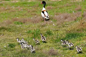 Common Shelduck Drucke: Bergeend met pullen