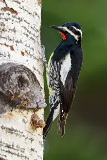 Bilder Datiert 12. Juni 2013: Bergsapspecht, Williamson-Sapsucker, Sphyrapicus thyroideus