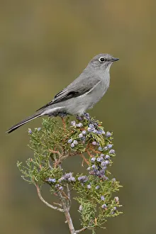 Bergsolitaire, Townsend-Solitaire, Myadestes townsendi