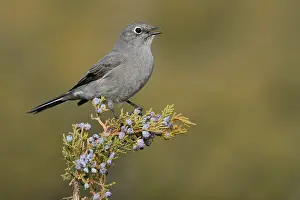 North American Songbirds Drucke: Bergsolitaire, Townsend's Solitaire, Myadestes townsendi
