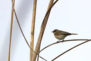 Januar Drucke: Bergtjiftjaf, Osthäherchen, Phylloscopus sindianus