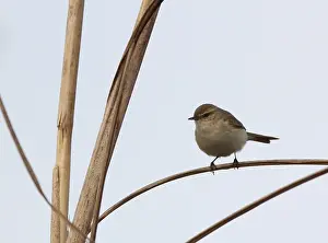 Januar Drucke: Bergtjiftjaf, Osthäherchen, Phylloscopus sindianus