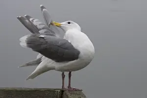 Adult Bird Preening Drucke: Beringmeeuw, Glaucous-winged Gull, Larus glaucescens
