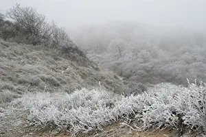 Dezember Drucke: Berkheide