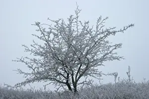Dezember Drucke: Berkheide
