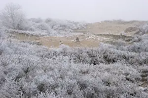 Dezember Drucke: Berkheide