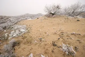 Dezember Drucke: Berkheide