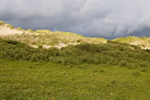 Juni Drucke: Berkheide