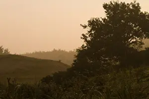 Holland Landscape Photography Drucke: Berkheide, Berkheide