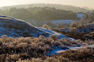 Netherlands Landscape Drucke: Berkheide, Berkheide